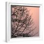 Tree Silhouette II Black on Pink-David Pollard-Framed Photo