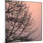 Tree Silhouette II Black on Pink-David Pollard-Mounted Photo