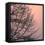 Tree Silhouette II Black on Pink-David Pollard-Framed Stretched Canvas