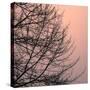 Tree Silhouette II Black on Pink-David Pollard-Stretched Canvas