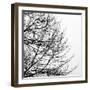 Tree Silhouette II Black on White-David Pollard-Framed Photo