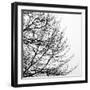 Tree Silhouette II Black on White-David Pollard-Framed Photo