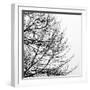 Tree Silhouette II Black on White-David Pollard-Framed Photo