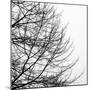 Tree Silhouette II Black on White-David Pollard-Mounted Photo