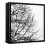 Tree Silhouette II Black on White-David Pollard-Framed Stretched Canvas