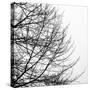 Tree Silhouette II Black on White-David Pollard-Stretched Canvas
