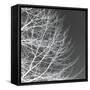 Tree Silhouette III White on Gray-David Pollard-Framed Stretched Canvas