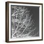 Tree Silhouette III White on Gray-David Pollard-Framed Photo