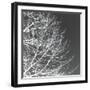 Tree Silhouette III White on Gray-David Pollard-Framed Photo