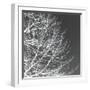 Tree Silhouette III White on Gray-David Pollard-Framed Photo