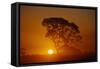 Tree Silhouette-W. Perry Conway-Framed Stretched Canvas