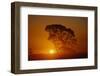 Tree Silhouette-W. Perry Conway-Framed Photographic Print