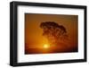 Tree Silhouette-W. Perry Conway-Framed Photographic Print