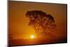 Tree Silhouette-W. Perry Conway-Mounted Photographic Print