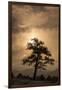 Tree Silhouette-Dan Ballard-Framed Photographic Print