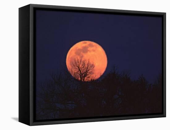 Tree Silhouetted Against Full Moon, Arizona, USA-Charles Sleicher-Framed Stretched Canvas