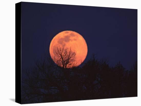 Tree Silhouetted Against Full Moon, Arizona, USA-Charles Sleicher-Stretched Canvas