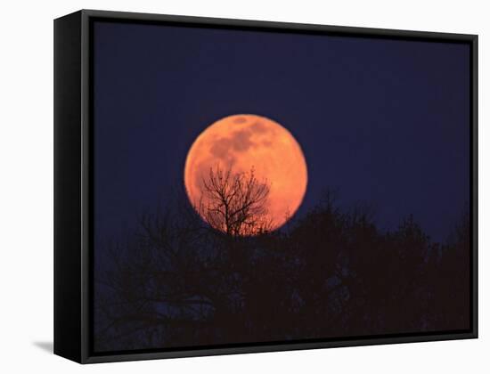 Tree Silhouetted Against Full Moon, Arizona, USA-Charles Sleicher-Framed Stretched Canvas