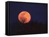Tree Silhouetted Against Full Moon, Arizona, USA-Charles Sleicher-Framed Stretched Canvas
