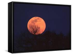 Tree Silhouetted Against Full Moon, Arizona, USA-Charles Sleicher-Framed Stretched Canvas