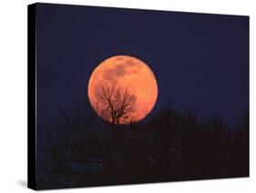 Tree Silhouetted Against Full Moon, Arizona, USA-Charles Sleicher-Stretched Canvas