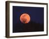 Tree Silhouetted Against Full Moon, Arizona, USA-Charles Sleicher-Framed Premium Photographic Print