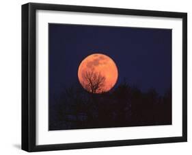 Tree Silhouetted Against Full Moon, Arizona, USA-Charles Sleicher-Framed Premium Photographic Print