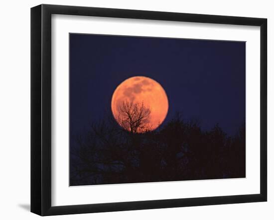 Tree Silhouetted Against Full Moon, Arizona, USA-Charles Sleicher-Framed Premium Photographic Print