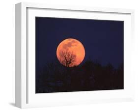 Tree Silhouetted Against Full Moon, Arizona, USA-Charles Sleicher-Framed Premium Photographic Print