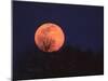 Tree Silhouetted Against Full Moon, Arizona, USA-Charles Sleicher-Mounted Premium Photographic Print