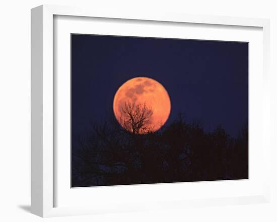 Tree Silhouetted Against Full Moon, Arizona, USA-Charles Sleicher-Framed Photographic Print