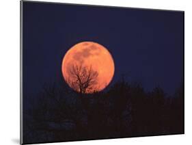 Tree Silhouetted Against Full Moon, Arizona, USA-Charles Sleicher-Mounted Photographic Print