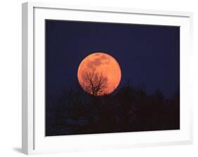 Tree Silhouetted Against Full Moon, Arizona, USA-Charles Sleicher-Framed Photographic Print