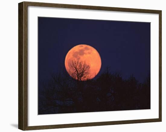 Tree Silhouetted Against Full Moon, Arizona, USA-Charles Sleicher-Framed Photographic Print