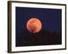 Tree Silhouetted Against Full Moon, Arizona, USA-Charles Sleicher-Framed Photographic Print