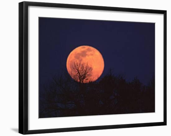 Tree Silhouetted Against Full Moon, Arizona, USA-Charles Sleicher-Framed Photographic Print