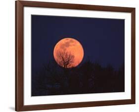 Tree Silhouetted Against Full Moon, Arizona, USA-Charles Sleicher-Framed Photographic Print