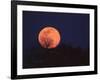 Tree Silhouetted Against Full Moon, Arizona, USA-Charles Sleicher-Framed Photographic Print