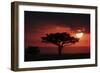 Tree silhouetted at sunset, Masai Mara, Kenya-Martin Withers-Framed Photographic Print