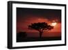 Tree silhouetted at sunset, Masai Mara, Kenya-Martin Withers-Framed Photographic Print