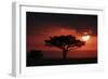 Tree silhouetted at sunset, Masai Mara, Kenya-Martin Withers-Framed Photographic Print