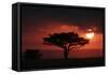 Tree silhouetted at sunset, Masai Mara, Kenya-Martin Withers-Framed Stretched Canvas