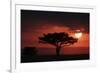 Tree silhouetted at sunset, Masai Mara, Kenya-Martin Withers-Framed Photographic Print