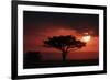 Tree silhouetted at sunset, Masai Mara, Kenya-Martin Withers-Framed Photographic Print