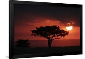 Tree silhouetted at sunset, Masai Mara, Kenya-Martin Withers-Framed Photographic Print