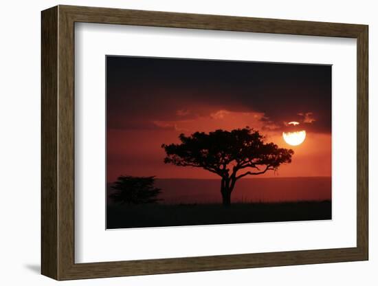 Tree silhouetted at sunset, Masai Mara, Kenya-Martin Withers-Framed Photographic Print