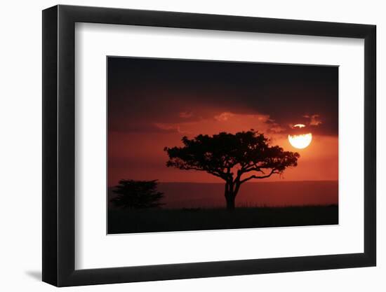 Tree silhouetted at sunset, Masai Mara, Kenya-Martin Withers-Framed Photographic Print