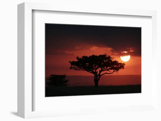 Tree silhouetted at sunset, Masai Mara, Kenya-Martin Withers-Framed Photographic Print