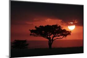 Tree silhouetted at sunset, Masai Mara, Kenya-Martin Withers-Mounted Photographic Print