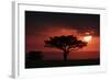 Tree silhouetted at sunset, Masai Mara, Kenya-Martin Withers-Framed Photographic Print